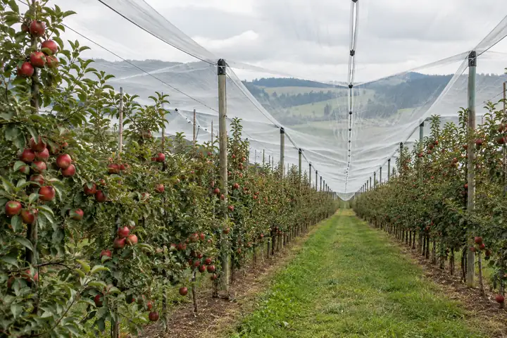 White anti-hail netting stretched over rows of apple trees